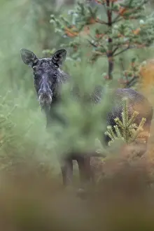 Framed Print : A young bull moose (Alces alces) stands in a spruce forest and observes the photographer