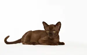 Young Burmese cat, kitten