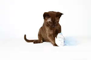 Young Burmese cat, kitten, playing