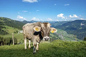 Young calf (Bos primigenius taurus) on a mountain pasture