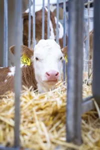 Young calf looks curiously through bars in the stable area