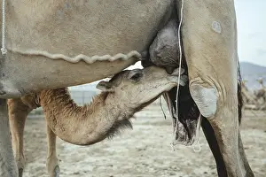Young camel (Camelus dromedarius) suckling on its mother's udder