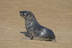 Young Cape Fur Seal (Arctocephalus pusillus)