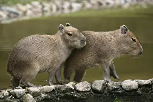 Young capybaras