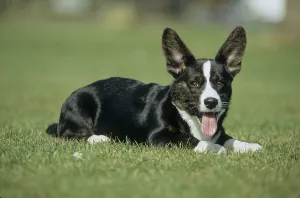 Young Cardigan Corgi, male, 4 months