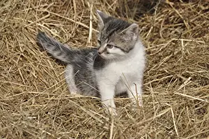 Young cat, kitten, kitten, animal