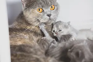 Young cat mom with her babies while breastfeeding