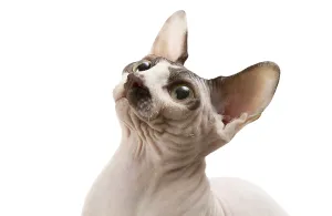 Young cat sphynx isolated on a white background