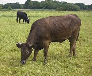 Young cattle graze on Geldeston marshes