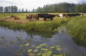 Young cattle graze on Geldeston marshes