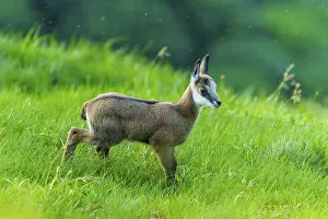 A young chamois on a green meadow