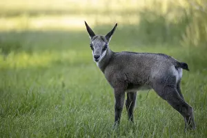 One young Chamois (Rupicapra rupicapra) standing on a fresh green meadow