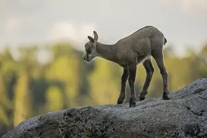 One young Chamois (Rupicapra rupicapra) standing on a rock