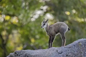 One young Chamois (Rupicapra rupicapra) standing on a rock