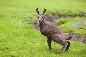 A young Chamois (Rupicapra rupicapra) stands on a fresh green meadow