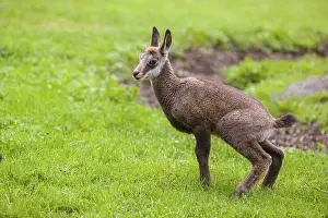 A young Chamois (Rupicapra rupicapra) stands on a fresh green meadow