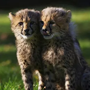 Young cheetahs (Acinonyx jubatus) playing with each other