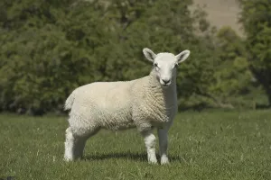 Young Cheviot lamb on spring pasture in Downland