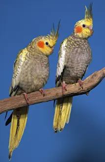 Young Cockatiels (Nymphicus hollandicus)