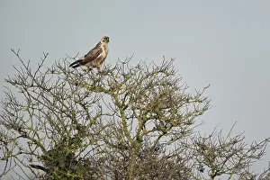 Young common buzzard (Buteo buteo) sitting on a shrub