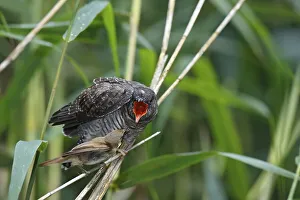 A young Common Cuckoo (Cuculus canorus) is fed by its host