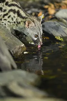 Young Common genet (Genetta genetta) drinking at the shore of a lake