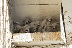 Young Common kestrel (falco tinnunculus) in nesting box