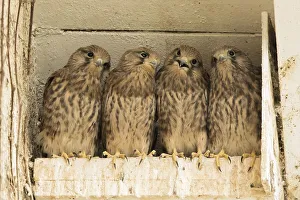 Four young common kestrels (Falco tinnunculus) in nest box