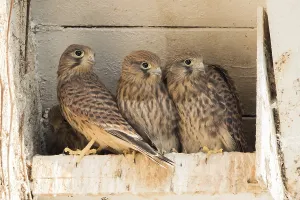 Young common kestrels (Falco tinnunculus) in nest box