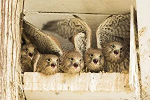 Five young common kestrels (Falco tinnunculus) in nesting box