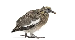 Young Common Wood Pigeon, Columba palumbus