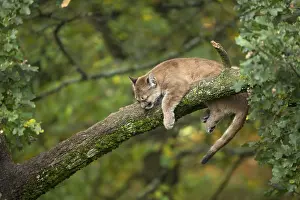 One young cougar, Puma concolor