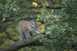 One young cougar, Puma concolor