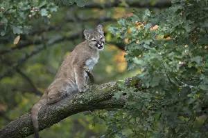 One young cougar, Puma concolor