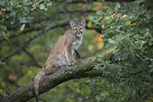 One young cougar, Puma concolor