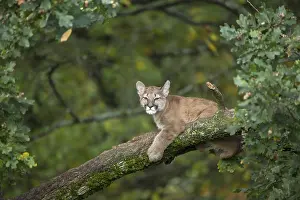 One young cougar, Puma concolor