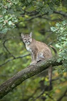 One young cougar, Puma concolor