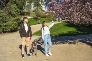Young couple walking with their pet greyhound in a park