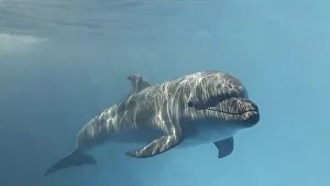 Young curious bottlenose dolphin looks at in the camera and smiles