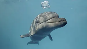 Young curious bottlenose dolphin looks at in camera and smiles blowing air bubbles