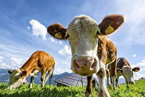 Three young curious calves (Bos primigenius taurus)