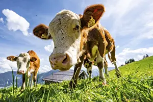 Two young curious calves (Bos primigenius taurus)