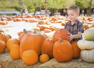 Young cute boy having fun at the pumpkin patch on a sunny fall day