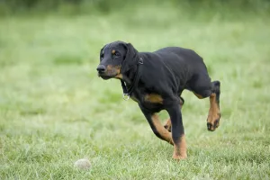 Young Doberman Pinscher
