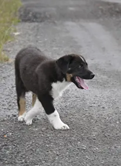 Young dog, dog, mixed breed, male dog
