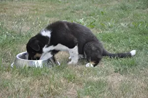 Young dog, dog, mixed breed, male dog