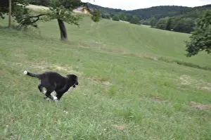 Young dog, dog, mixed breed, male dog