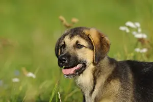 The young dog sits happily in a meadow with flowers