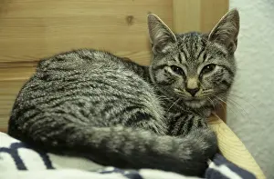 Young domestic cat (Felis cattus)