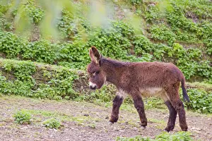 A young domestic donkey, Equus (africanus) asinus crosses a green paddock